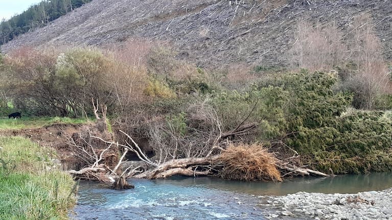 “Thiên nhiên không khoan nhượng”: Xói mòn sông ngốn hàng tỷ đô la 3 A fallen tree in the Ronga River pushes water out to the far bank, causing erosion.