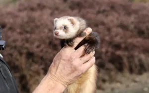A ferret dressed in a special tracking collar, ready to be sent down a warren.