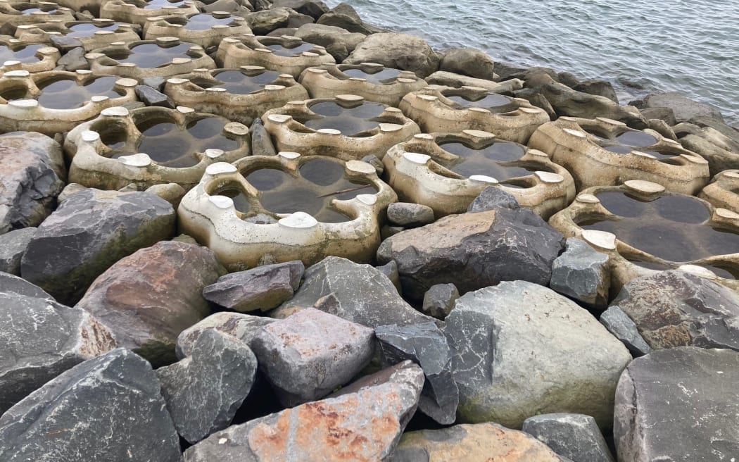 Bức tường biển sống ở Tauranga: Một thế giới đang thay đổi 4 A close-up view of a living seawall featuring circular concrete sea pods nestled among large grey and brown rocks. The pods have shallow pools of water and are designed to mimic natural tidal habitats.