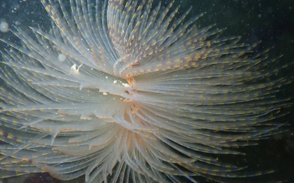 The Mediterranean fanworm.