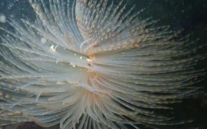 The Mediterranean fanworm.