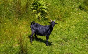 Wild goat