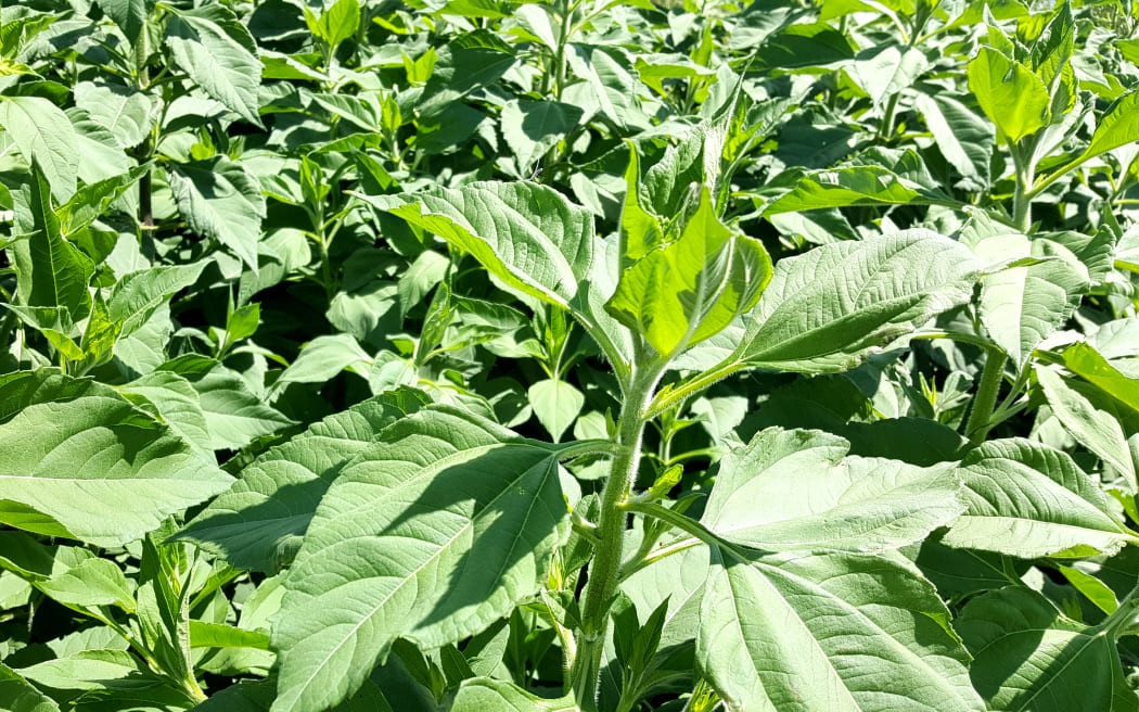 Khuyến khích nông dân trồng cây sản xuất khí sinh học năng lượng xanh 2 Jerusalem artichoke plants in North Canterbury