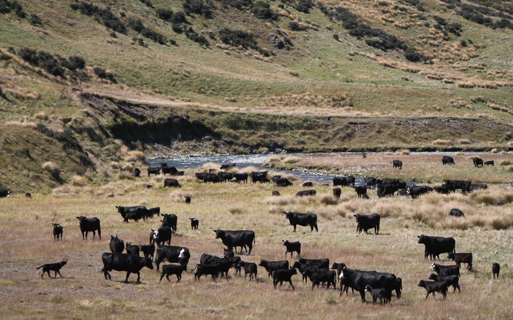 Trang trại Molesworth biểu tượng New Zealand: DOC mở cửa cơ hội kinh doanh mới 4 Beef cattle on Molesworth Station