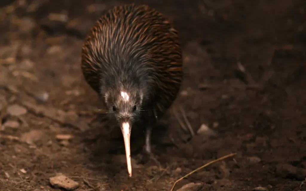 The North Island brown kiwi, Apteryx mantelli.