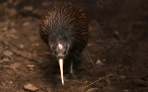 The North Island brown kiwi, Apteryx mantelli.