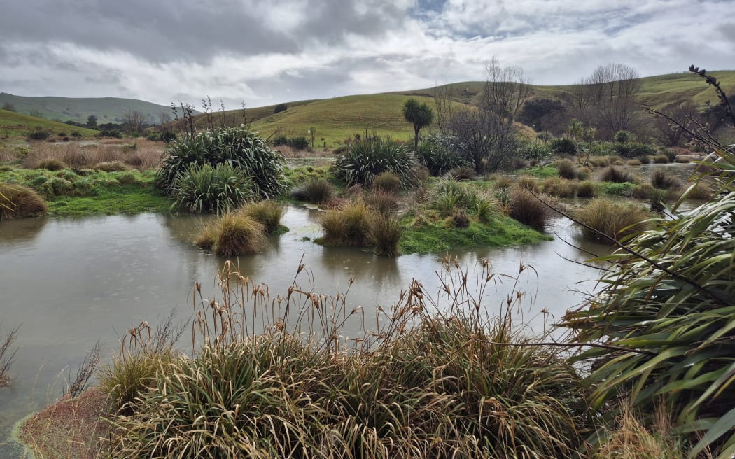 'Thảm họa đang chờ đợi': Lo ngại canh tác carbon làm tăng nguy cơ cháy rừng 4 James Hunter is worried his wetlands and native bush is at risk of being destroyed by forestry pests such as deer and pigs.