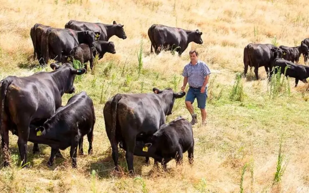 Rissington Cattle Company director Jeremy Absolom out in the paddock.