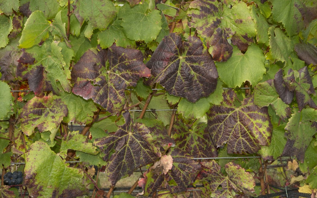 Khai thác sức mạnh thực vật: Giải pháp mới cho vườn nho trước dịch hại 4 Leafroll virus in vineyard