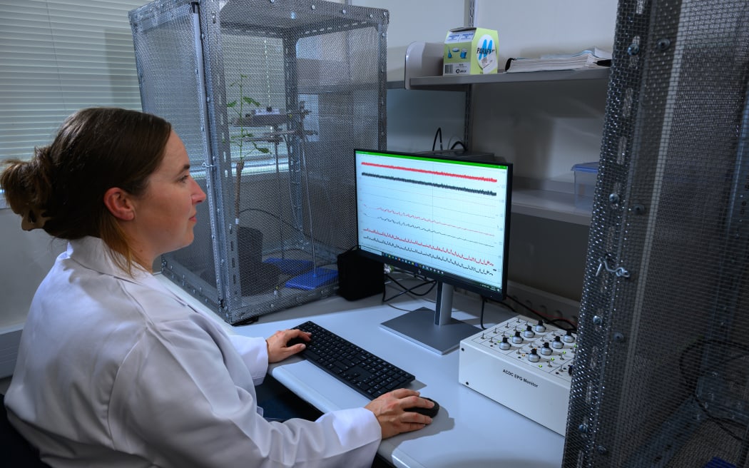 Khai thác sức mạnh thực vật: Giải pháp mới cho vườn nho trước dịch hại 5 Michelle studies live data of the mealybugs eating behaviour
