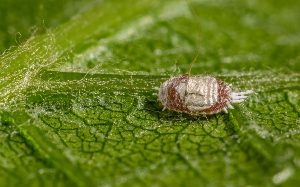 Khai thác sức mạnh thực vật: Giải pháp mới cho vườn nho trước dịch hại 2 A mealybug on a grape leaf