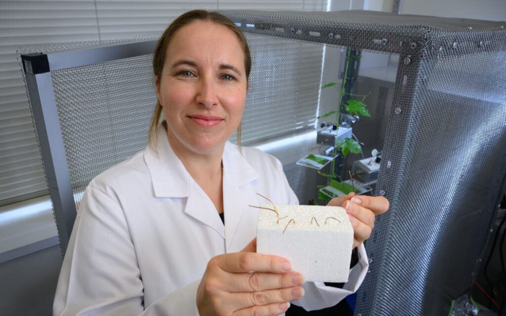Mealybug electropenetrography on grape leaves