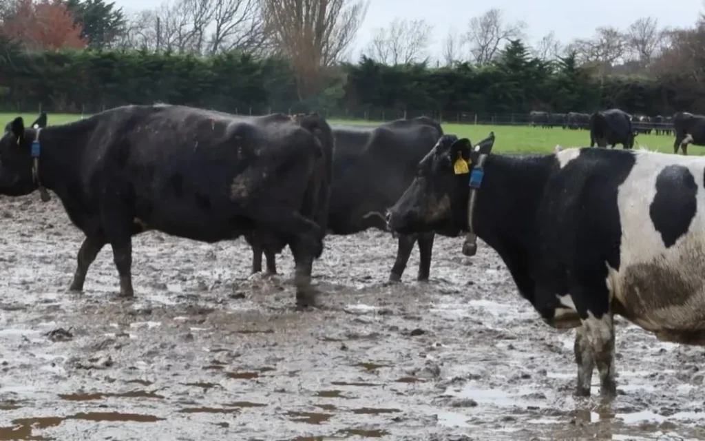 SAFE complaint against Lincoln Uni dairy farm footage