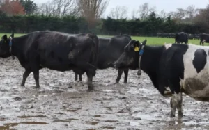SAFE complaint against Lincoln Uni dairy farm footage