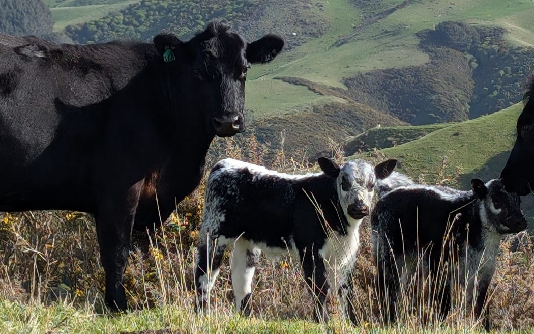 Beef and calves on hill-top farm
