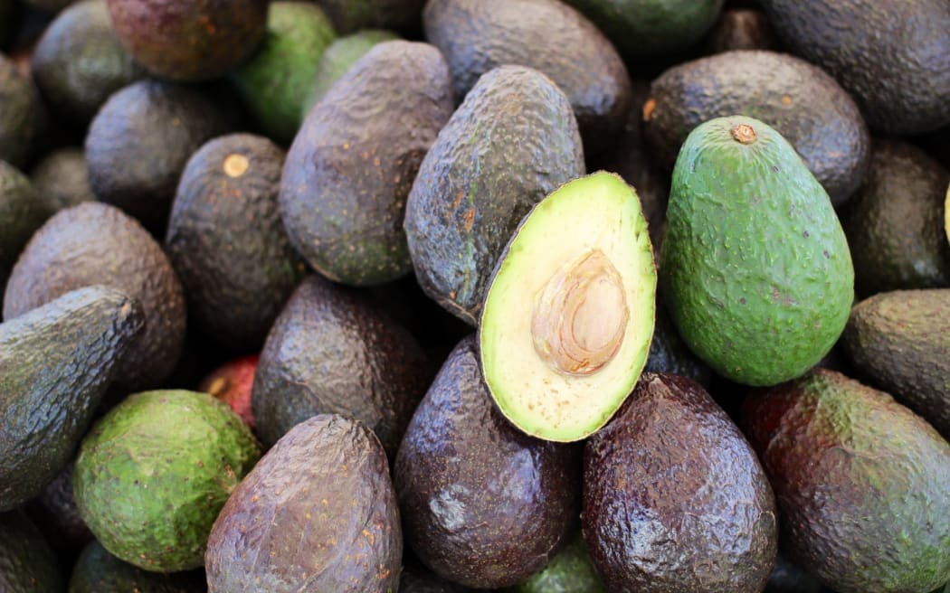 Bơ New Zealand mùa mới: Giá tốt, chất lượng cao, sẵn sàng cho xuất khẩu 3 Hass avocado