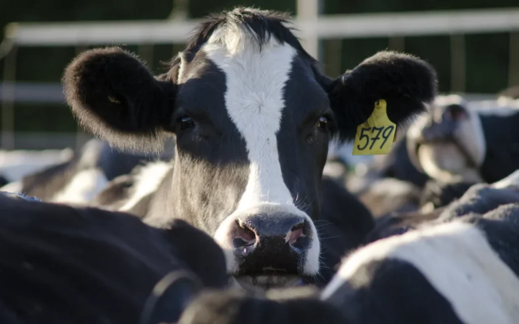 Dairy cows in a milking facility in New Zealand.
