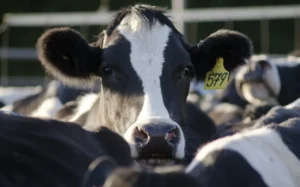 Dairy cows in a milking facility in New Zealand.