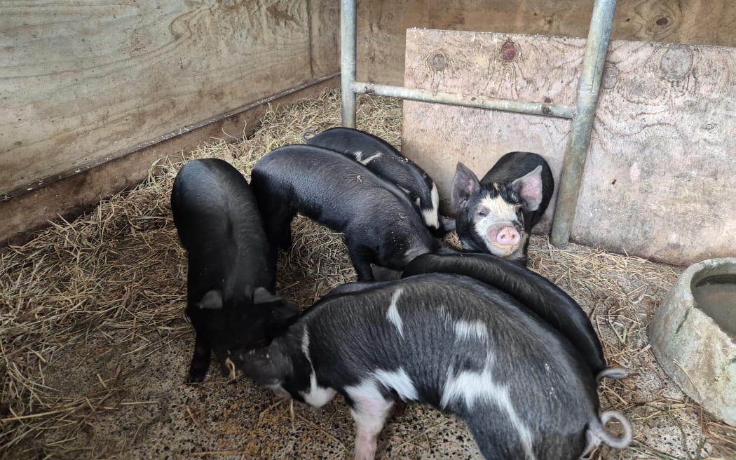 Trang trại Auckland tăng lợi nhuận nhờ mô hình độc đáo 2 Six hungry piglets enjoy their breakfast.
