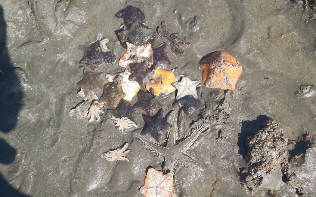 Kêu gọi cấm khai thác hải sản tại Whangaparāoa khi các hồ đá bị cướp phá nghiêm trọng 2 Starfish at Army Bay.