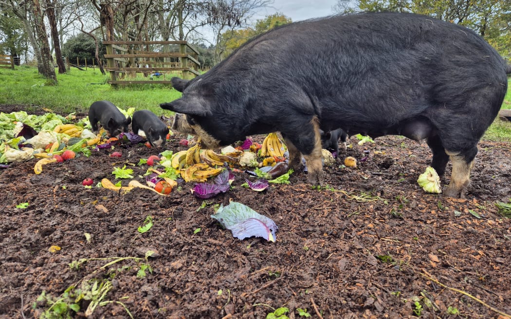 Trang trại Auckland tăng lợi nhuận nhờ mô hình độc đáo 4 The couple also run pigs.