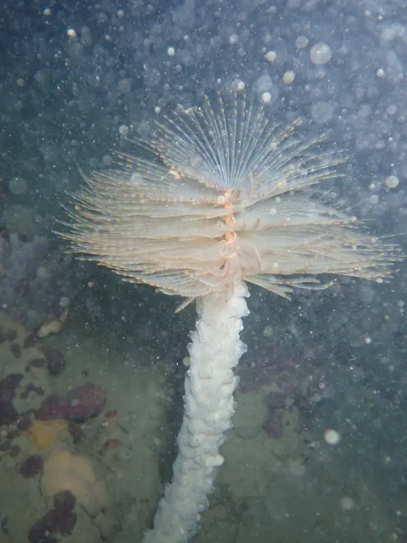 The Mediterranean fanworm.