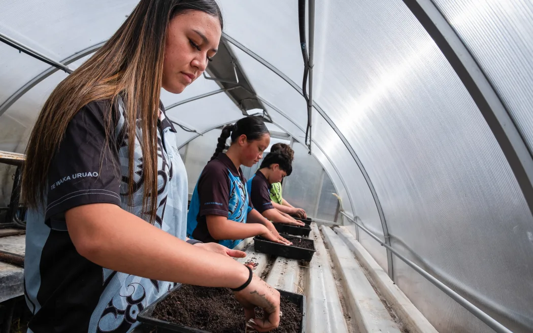 Four students of Te Pā o Rākaihautū, a kura-a-iwi in Ōtautahi, are photographed planting seedlings in a greenhouse.