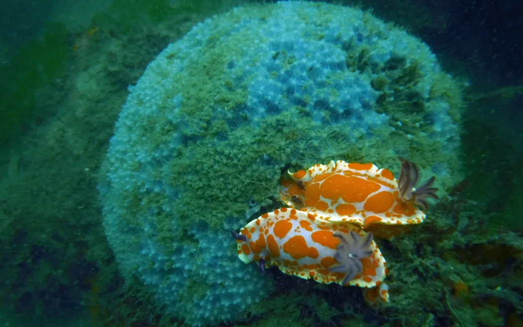 Bức tường biển sống ở Tauranga: Một thế giới đang thay đổi 6 An underwater shot of a blue ball-shaped sponge that looks like a cauliflower covered in splotches of green mould, with colourful sea slugs sitting on its edge. They are both white with orange spots and frilly appendages emanating from their backs.