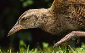 Weka
