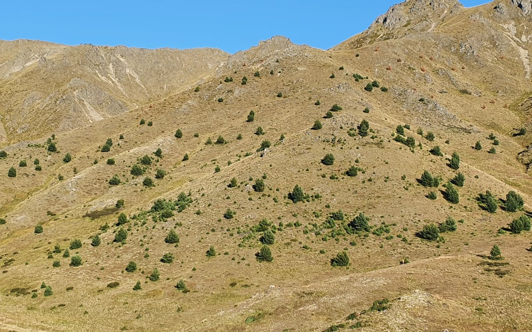 Trang trại Molesworth biểu tượng New Zealand: DOC mở cửa cơ hội kinh doanh mới 5 Wilding pines on Molesworth Station