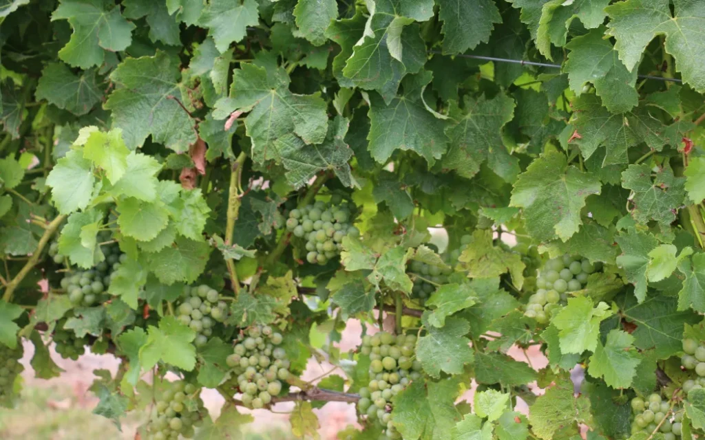 te Pā Wines