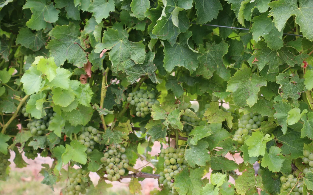 te Pā Wines
