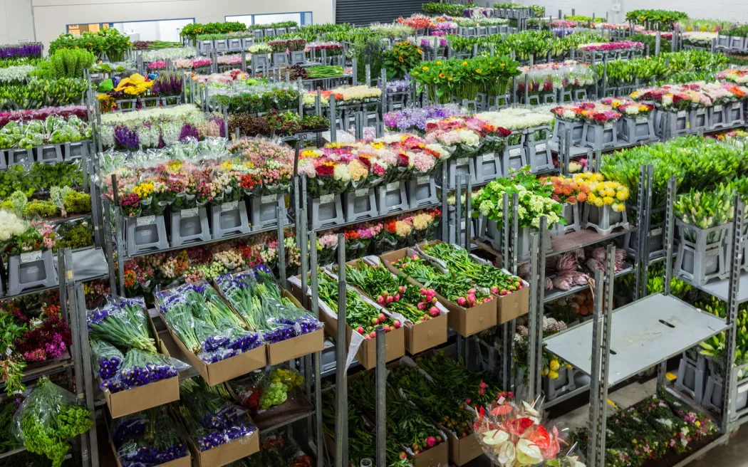Most New Zealand flower growers are described as 