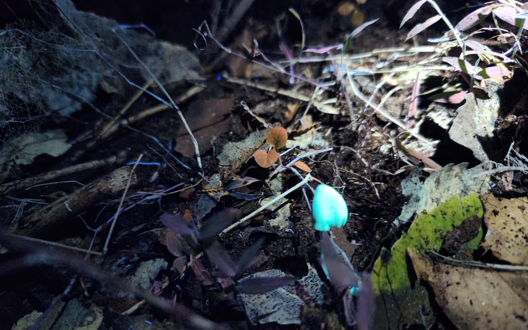 Tuổi 15 đầy nhiệt huyết: Chàng trai đa tài dấn thân vào công cuộc bảo tồn 3 Bioluminescent fungi on the nighttime bush walk in the Mokorua Scenic Reserve