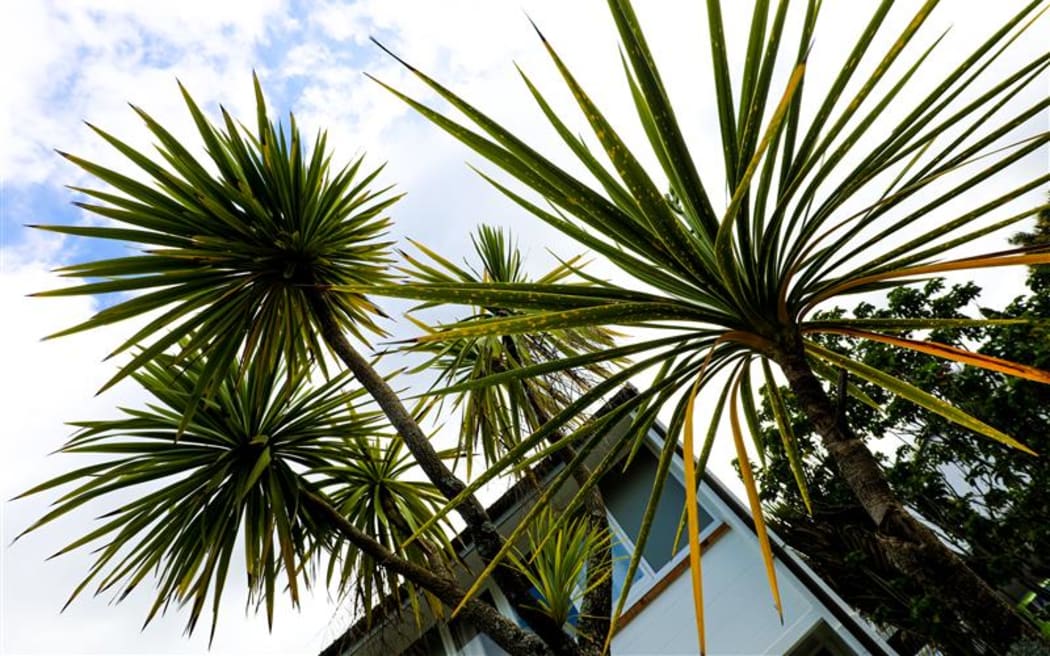 Cabbage trees / tī kōuka were removed from the housing complex on 25 September 2025.