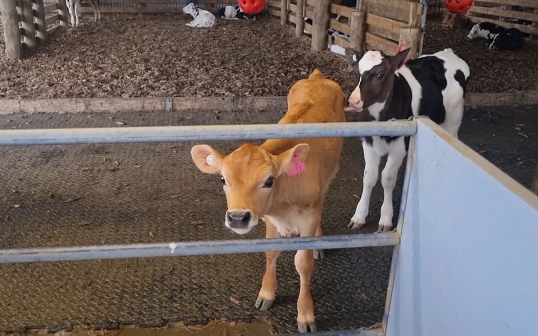 Calves at a dairy farm in Darfield in early spring.