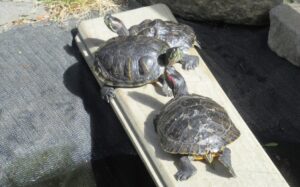 Donna Moot, who runs Turtle Rescue in Christchurch, says the issue driving the surge in dumped turtles is that most people don't know what they're signing up for when they make the initial purchase.