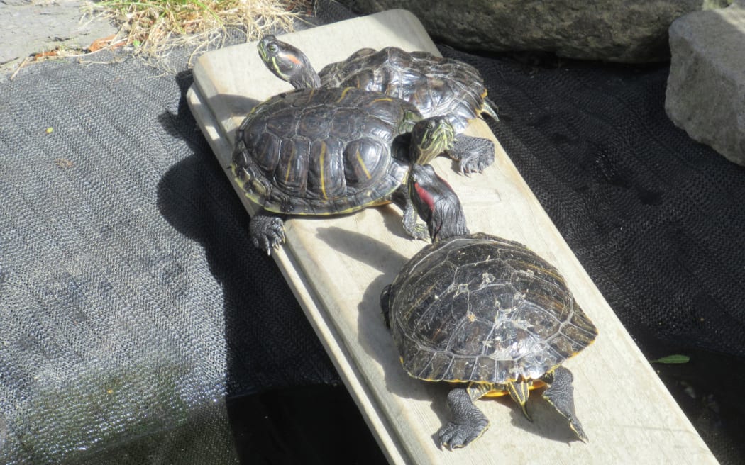 Donna Moot, who runs Turtle Rescue in Christchurch, says the issue driving the surge in dumped turtles is that most people don't know what they're signing up for when they make the initial purchase.