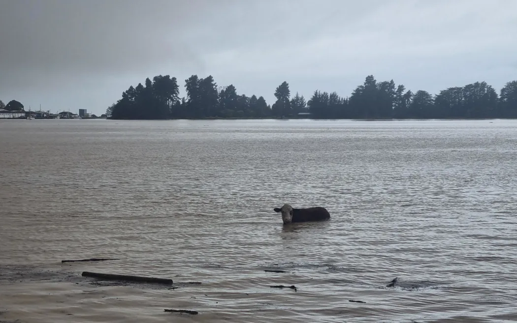 Mê-tan: Giải mã cuộc tranh cãi nóng bỏng về khí thải nông nghiệp 3 Cow stuck in the Motueka Estuary
