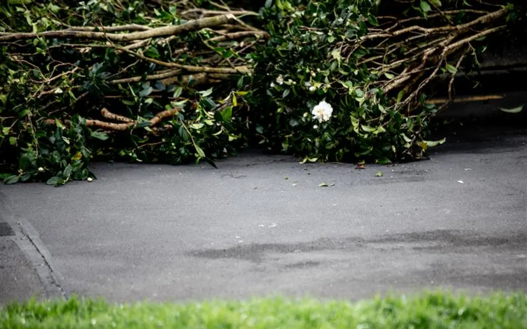Felled trees that stood outside an Auckland housing complex.