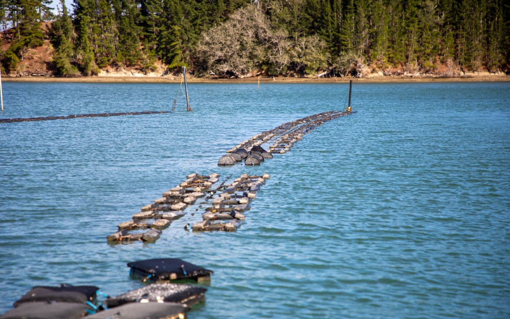 Ngành hàu Auckland cầu cứu Bộ trưởng Thủy sản: Nông dân khốn đốn vì ô nhiễm 4 Mahurangi Oysters