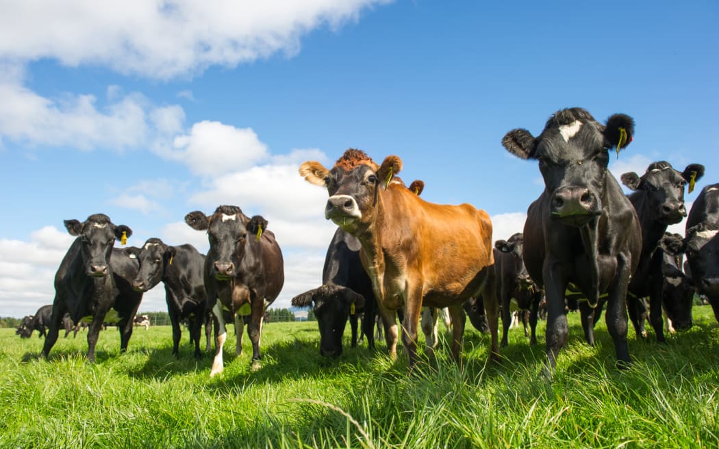 Giải mã cuộc tranh cãi về khí mê-tan: New Zealand đối mặt thách thức lớn từ nông nghiệp 2 Landscape shot of cows of farm