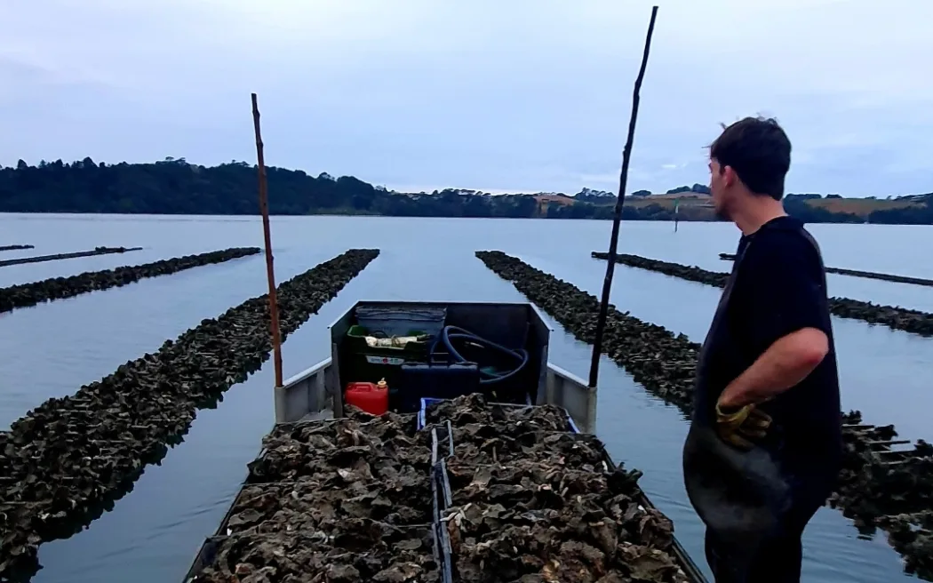 Ngành hàu Auckland cầu cứu Bộ trưởng Thủy sản: Nông dân khốn đốn vì ô nhiễm 3 Oyster farmers in the Warkworth area, north of Auckland, fear their businesses won't survive the year. They say the dumping of untreated raw sewage into the Mahurangi Harbour has led to frequent restrictions on their ability to harvest.