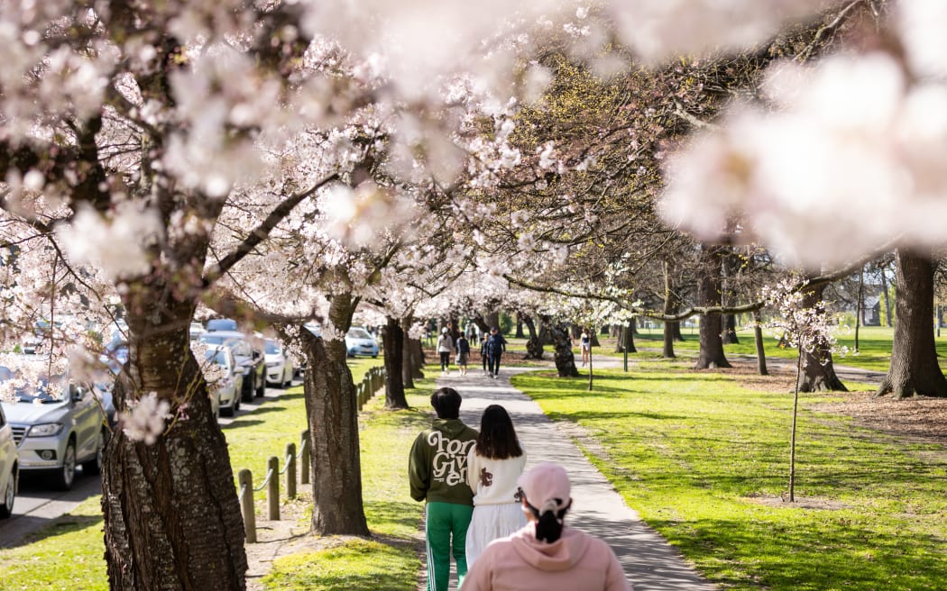 Hagley Park cherry blossoms