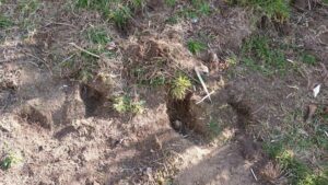 Rabbit damage at Okere Falls property.