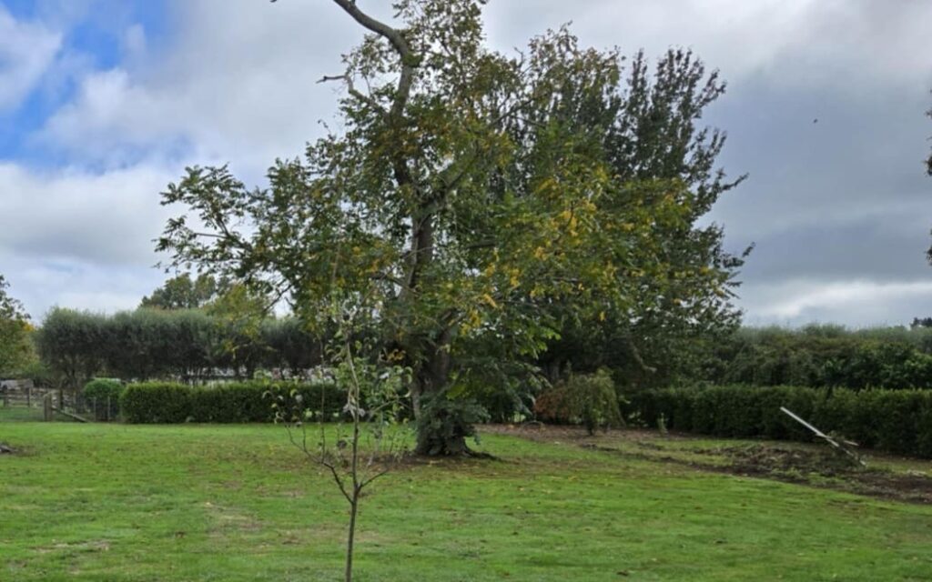 The back yard where Mike and Karen Sanson want to build a cottage for Karen's 85-year-old father.