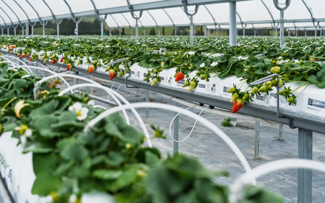 The venture currently has 3ha in strawberries.