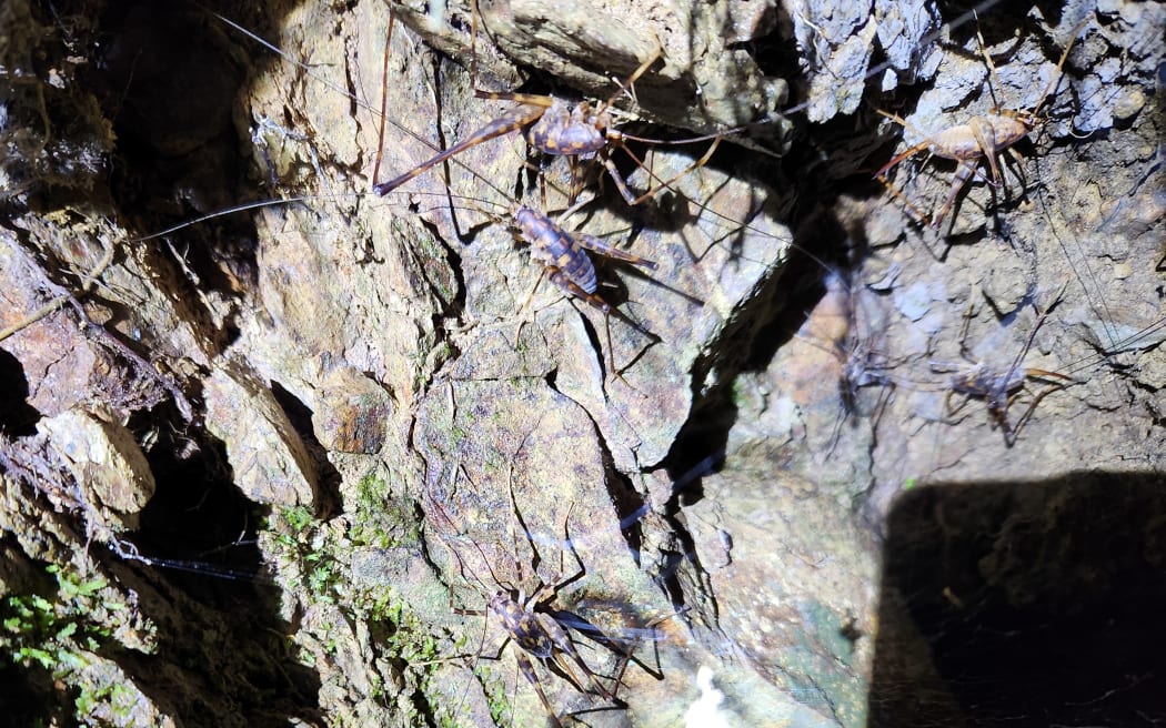Tuổi 15 đầy nhiệt huyết: Chàng trai đa tài dấn thân vào công cuộc bảo tồn 4 Wetā cluster under a rocky outcrop