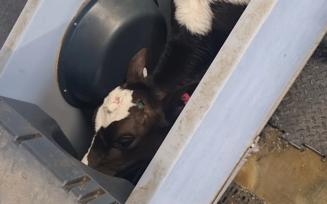 Nông dân Darfield đối mặt mùa sinh sản khắc nghiệt: Lạnh giá bao trùm 3 Young bobby calves at a Darfield dairy farm drinking from a robotic milker.