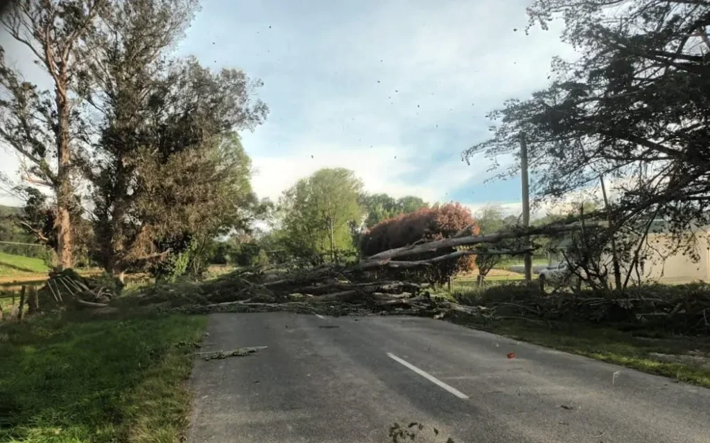 Wairarapa: Hàng trăm yêu cầu bồi thường bảo hiểm sau bão lớn 1 A fallen tree blocks Homewood Road, in Riversdale, Wairarapa, after one of the storms in the last week of October.